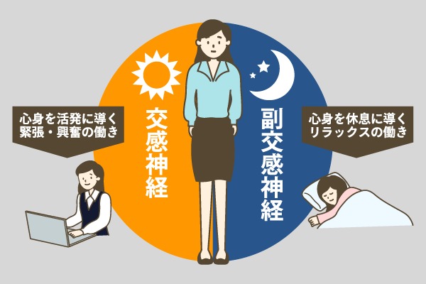副交感神経と交感神経のイメージ