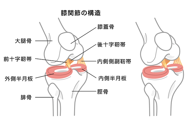 膝の構造